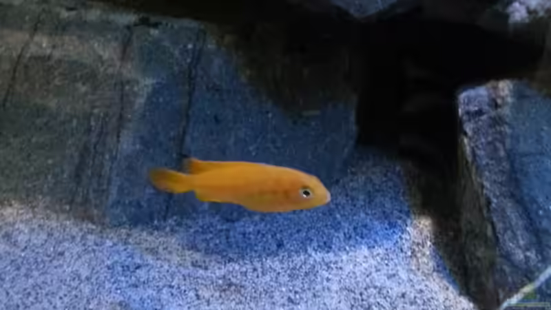 Pseudotropheus Saulosi Weibchen von Sebastian O. (64)