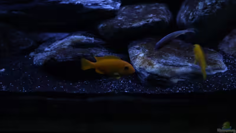 Pseudotropheus saulosi Weibchen von skipper1202 (8)