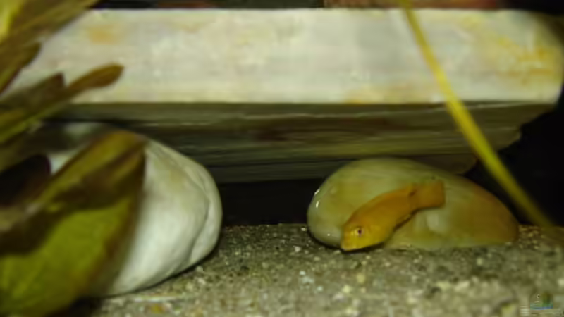 Pseudotropheus saulosi Weibchen von Troll (20)