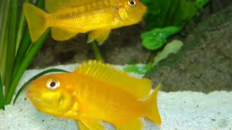Einrichtungsbeispiele mit Pseudotropheus