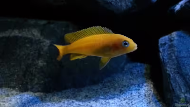 Aquarien mit Pseudotropheus saulosi (Saulosi Zebra-Maulbrüter)