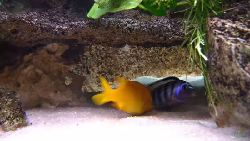 Aquarien mit Pseudotropheus saulosi (Saulosi Zebra-Maulbrüter)