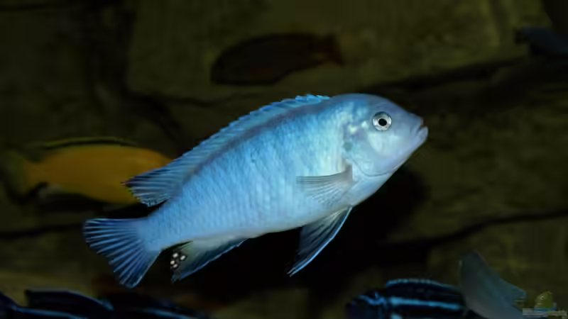 Pseudotropheus socolofi -M- von JOHN (29)