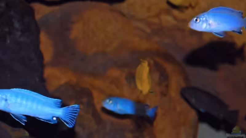 Pseudotropheus socolofi  von Angelundercover (9)