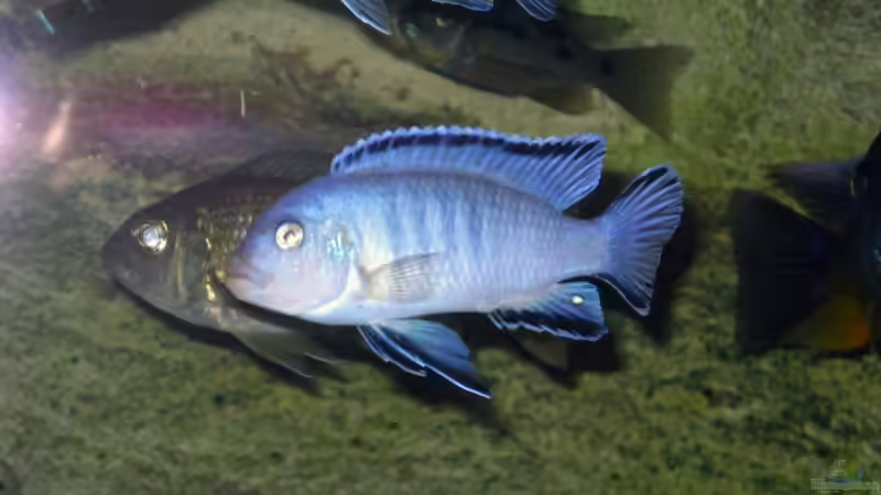 Pseudotropheus socolofi  von Armin Lange (23)