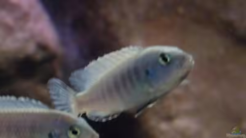 Pseudotropheus socolofi  von caoz78 (7)