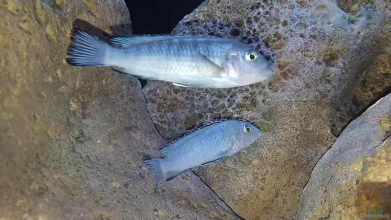 Pseudotropheus socolofi  von Mel (66)