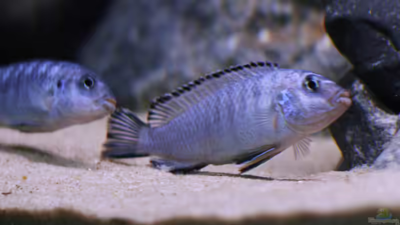 Pseudotropheus socolofi bei der Balz von Nina Hutter (14)