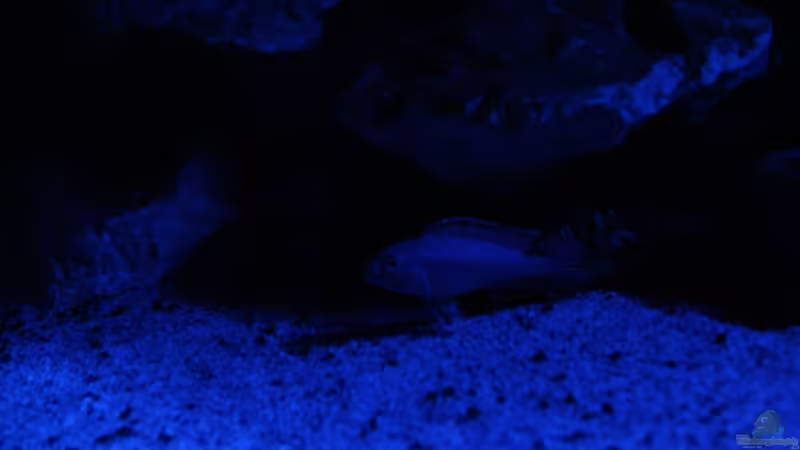 pseudotropheus socolofi bei Nacht von Anubis (8)