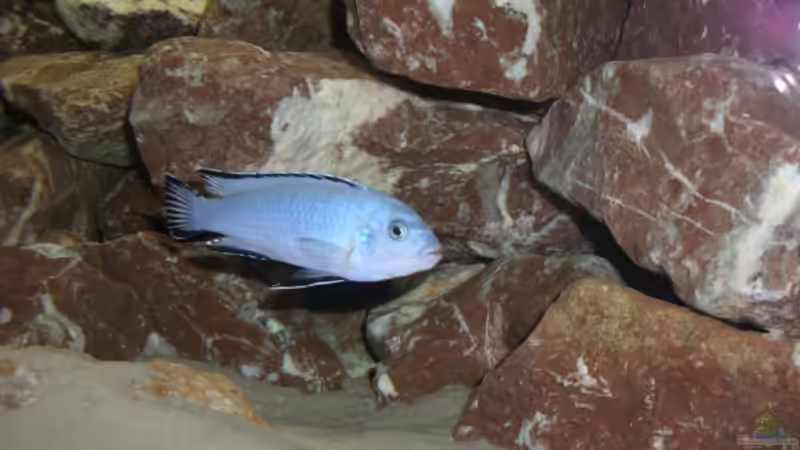 Pseudotropheus socolofi Bock von ambrogio (23)