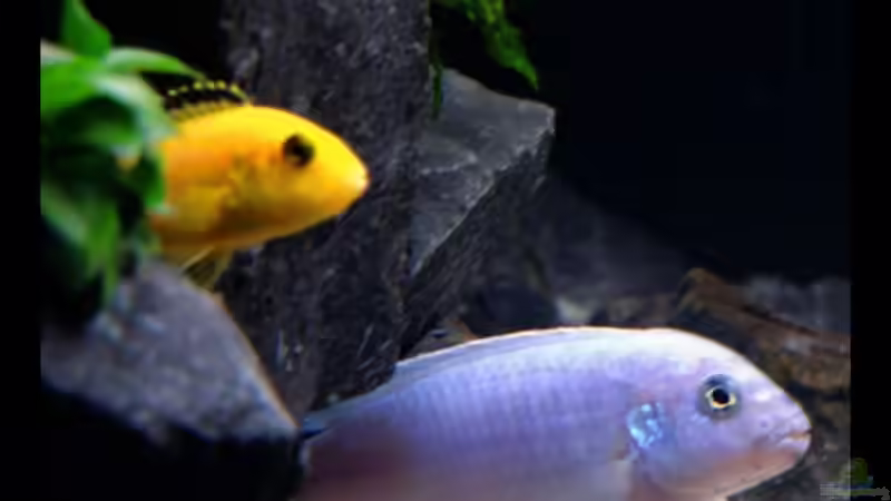 Pseudotropheus socolofi (Eisblauer Maulbrüter) von -Markus- (18)