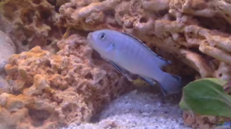 Pseudotropheus socolofi (eisblauer Maulbrüter) von Stefan Mischler (30)