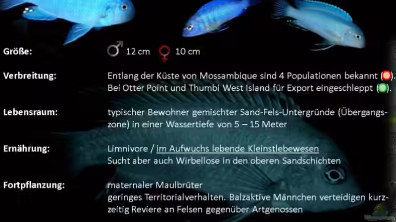 Pseudotropheus socolofi ist ein typischer Bewohner der ??bergangszone ??? seine Habitate bestehen aus gemischten Sand-Fels-Untergründen und befinden sich in den seichteren ufernahen Zonen der Küste Mossa von TheToxicAvenger (28)