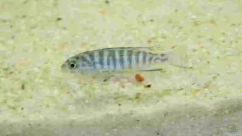 Pseudotropheus socolofi Jungfisch von Kurt Weissenboeck (4)