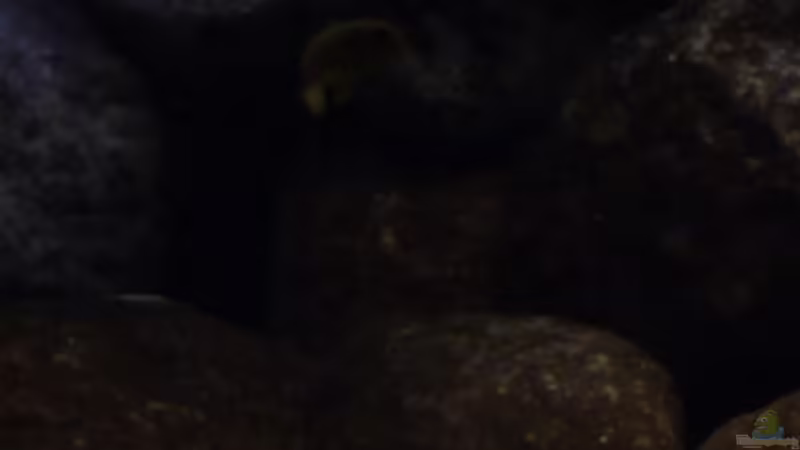 Pseudotropheus Socolofi links- Pseudotropheus Heteropictus rechts von Chimbwe (17)