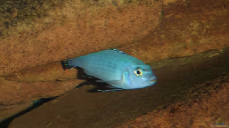 Pseudotropheus socolofi M von babs79 (8)