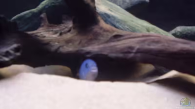 Pseudotropheus Socolofi (m) von LaChica (17)