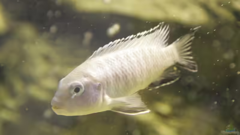 Pseudotropheus Socolofi (Männchen) von Sushi (7)