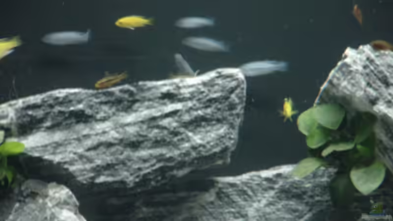 Pseudotropheus socolofi/Melanochromis auratus von Klaus Muckenheim (9)