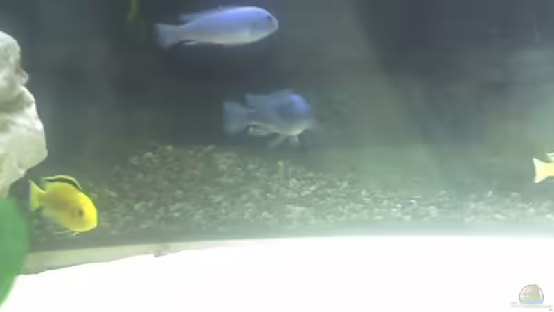 Pseudotropheus socolofi und Labidochromis Yellow von Heiko Rodegast (22)