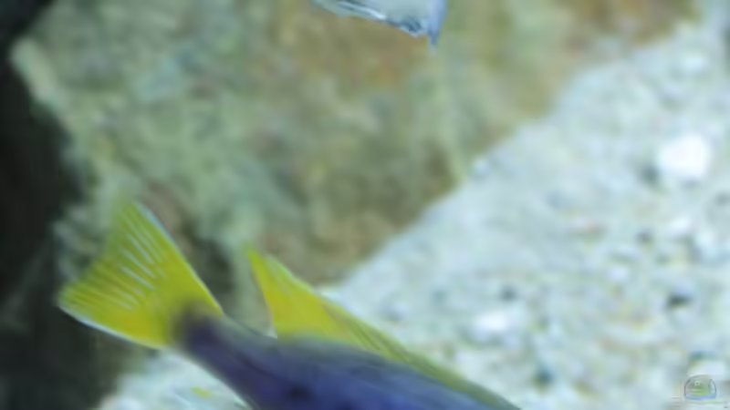 Pseudotropheus socolofi und Ps. acei von TheToxicAvenger (54)