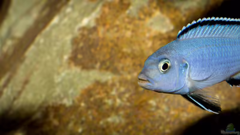 Pseudotropheus socolofi von AjakAndi (41)