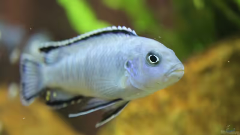 pseudotropheus socolofi von Anubis (5)