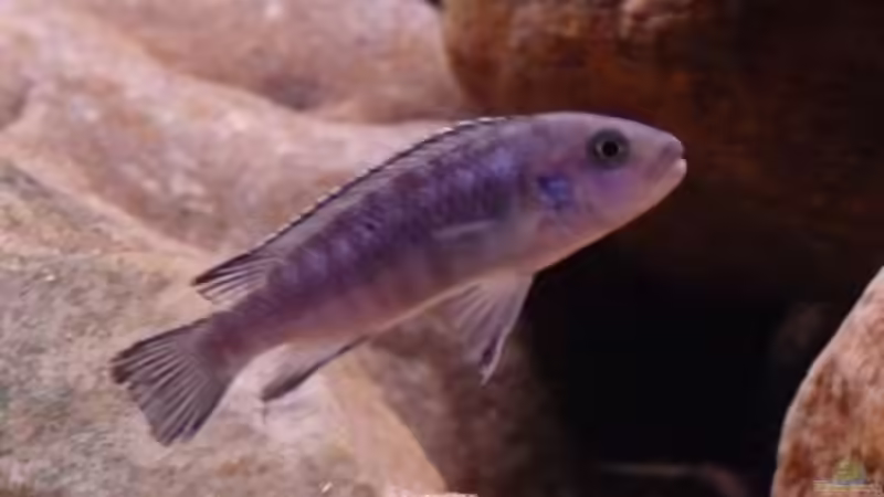 Pseudotropheus Socolofi von Chimbwe (18)