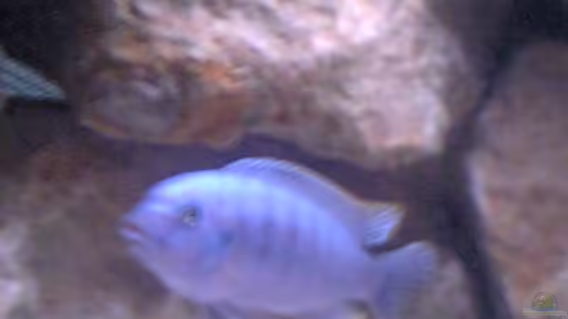 Pseudotropheus socolofi von Christian Müller (13)