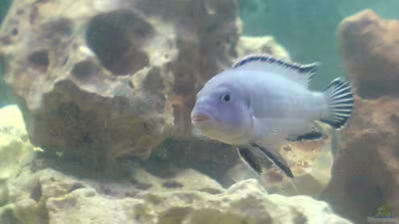 Pseudotropheus socolofi von Conny Stähr & Marcus Schnieders (6)