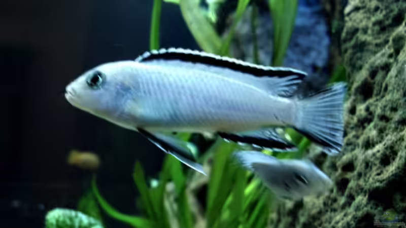 Pseudotropheus Socolofi von decypher (3)