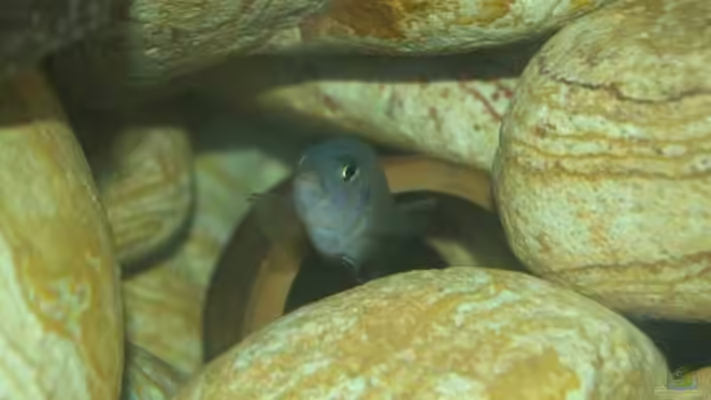 Pseudotropheus socolofi von Jan Lamaa (5)