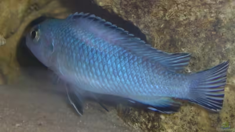 Pseudotropheus socolofi von Martin Hector (12)