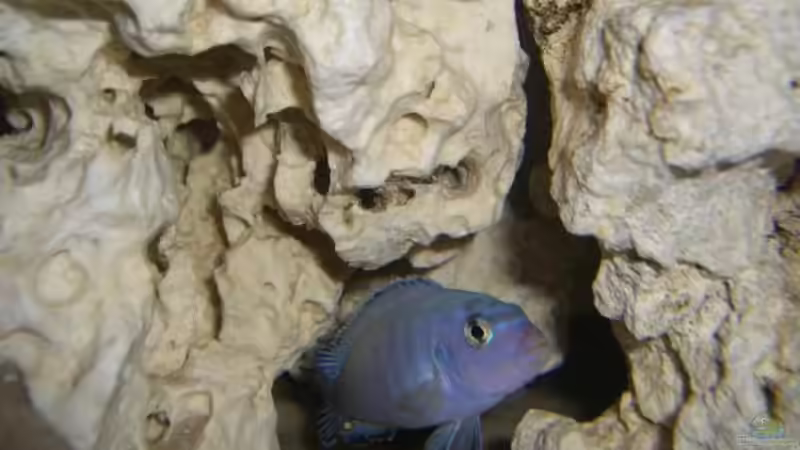 Pseudotropheus socolofi von Martin Hector (16)