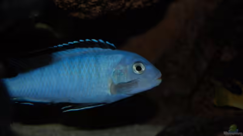 Pseudotropheus socolofi von Roland Elsenbruch (19)