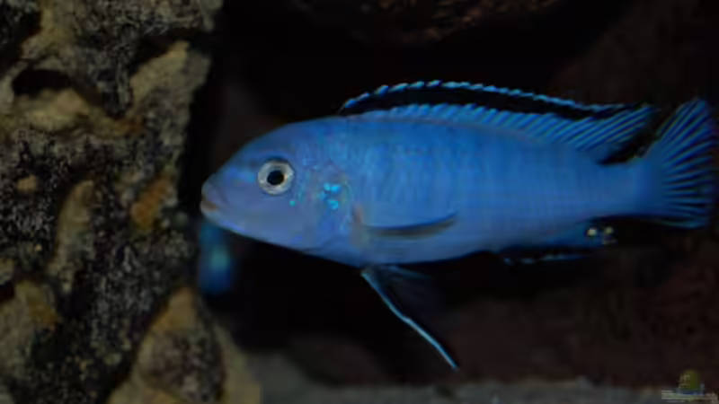 Pseudotropheus socolofi von Roland Elsenbruch (25)