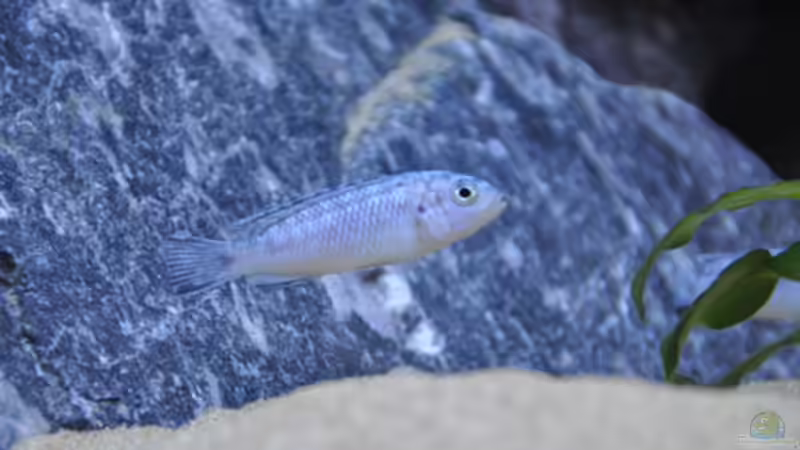 Pseudotropheus Socolofi von SirHawkman (27)