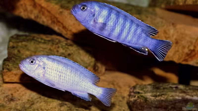 Pseudotropheus Socolofi von Stephan Krammer (8)