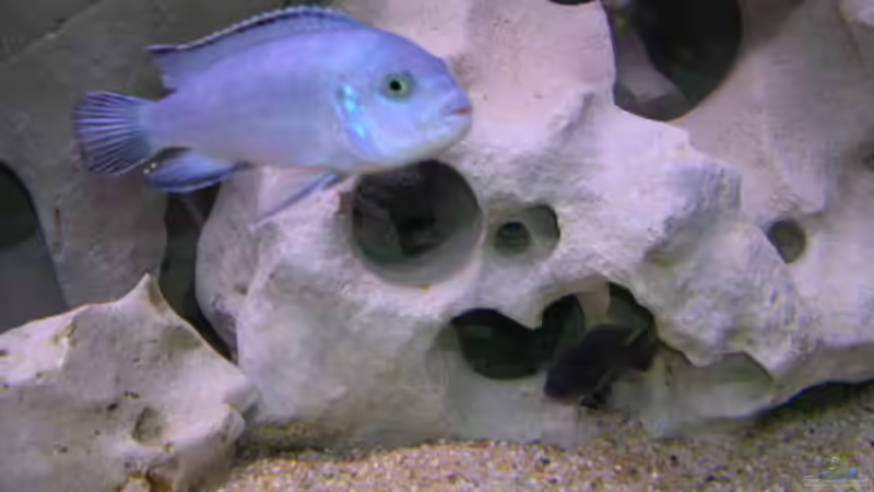 Pseudotropheus socolofi von Thomas Neuhaus (11)