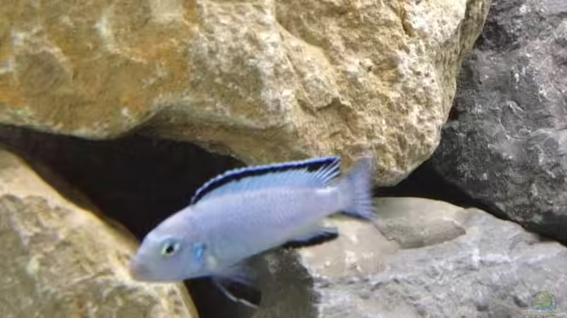 Pseudotropheus socolofi von Tobias.Neher (53)