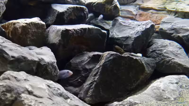 Pseudotropheus socolofi von Tobias.Neher (56)