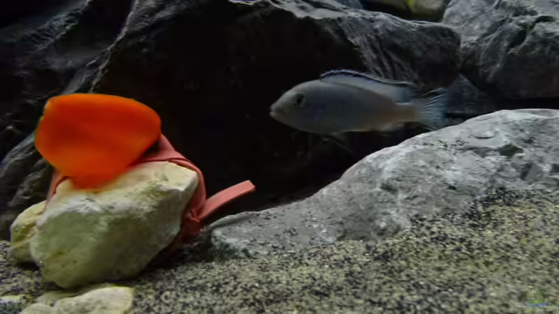 Pseudotropheus socolofi von Tobias.Neher (57)