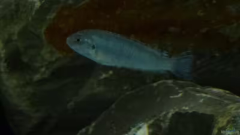 Pseudotropheus socolofi von Tobias.Neher (58)