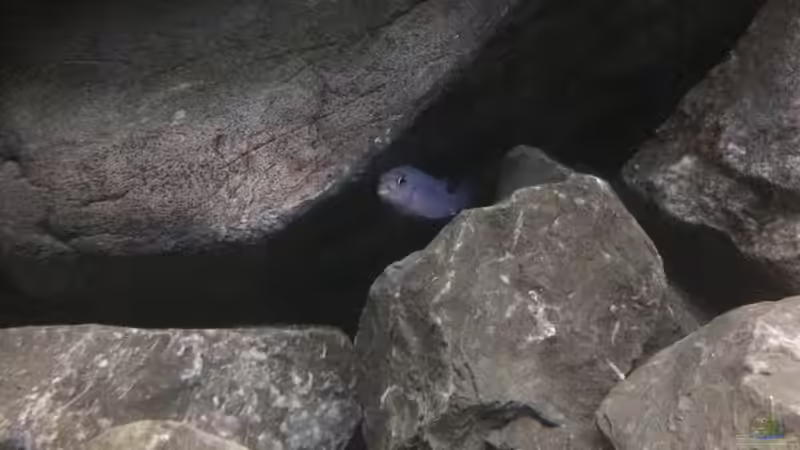 Pseudotropheus socolofi von Tobias.Neher (59)