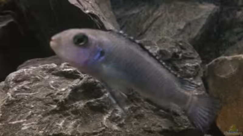 Pseudotropheus socolofi von Tobias.Neher (60)