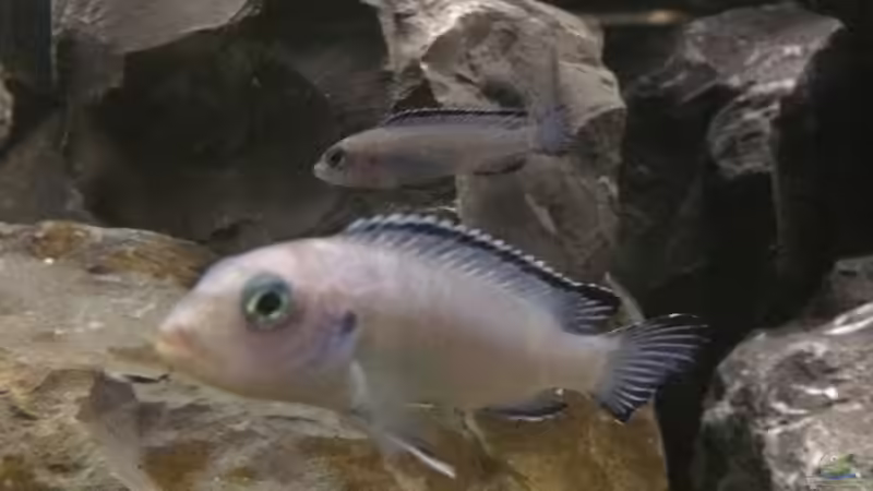 Pseudotropheus socolofi von Tobias.Neher (61)