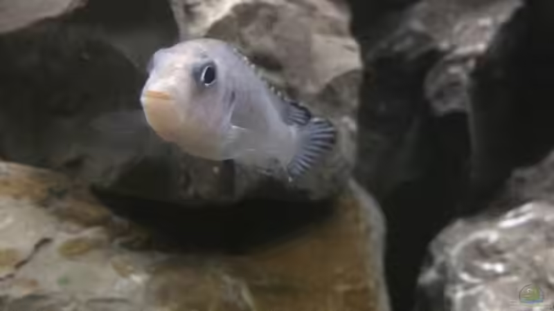 Pseudotropheus socolofi von Tobias.Neher (62)