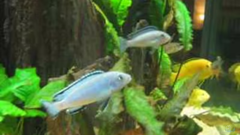 Pseudotropheus socolofi von Vera Herrlich (18)