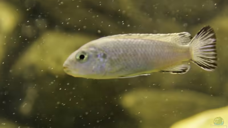 Pseudotropheus Socolofi (Weibchen) von Sushi (6)