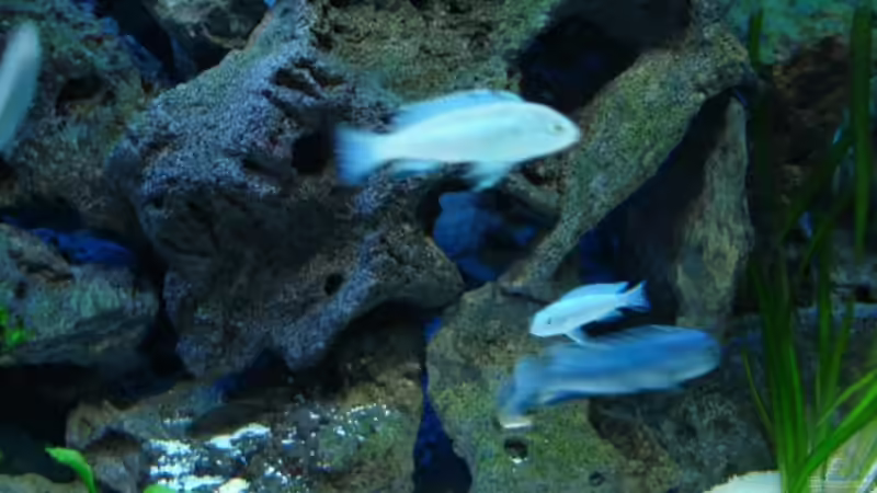 Pseudotropheus Socolofis von decypher (5)